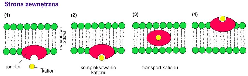 Jonofory Jonofory nośnikowe kompleksują kation z fazy wodnej znajdując się na granicy faz, jednak pozostając w warstwie lipidowej.
