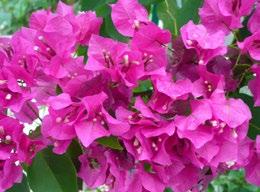 kwietnia do czerwca 39,90 z OLEANDER
