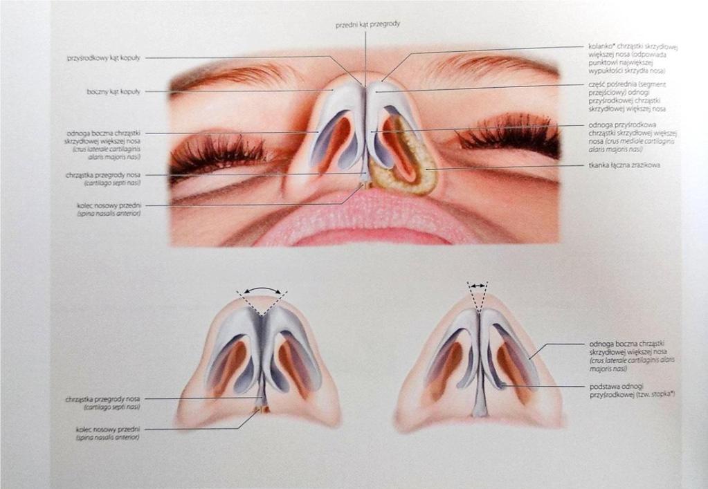 Skóra okolicy nosowej obejmuje obszar zróżnicowany anatomicznie, o ile w obrębie grzbietu niemal całkowicie jest brak podskórnej tkanki tłuszczowej, jej ilość będzie wzrastać w okolicach bocznych