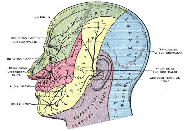 Nerw trójdzielny Nerw wychodzi z mózgowia w przednio-bocznej części mostu dwoma korzeniami: częścią większą (czuciową) i częścią mniejszą (ruchową).