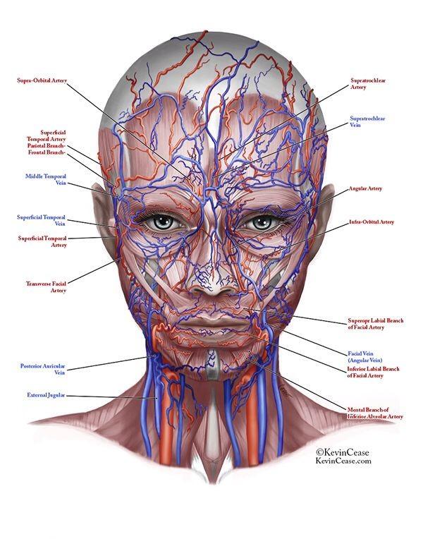 Wykonując zabiegi ostrzykiwania na szyi należy pamiętać że sieć naczyń krwionośnych i nerwów tej okolicy jest gęsta,