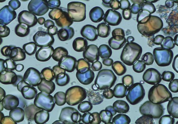 sucrose+cremodan SE 315 Fot. 1.