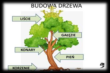 Inne materiały wykorzystane podczas realizacji projektu: historyjka obrazkowa Od nasionka do drzewa, kolorowanka Drzewo, film Adibu. Misja Ziemia odc.