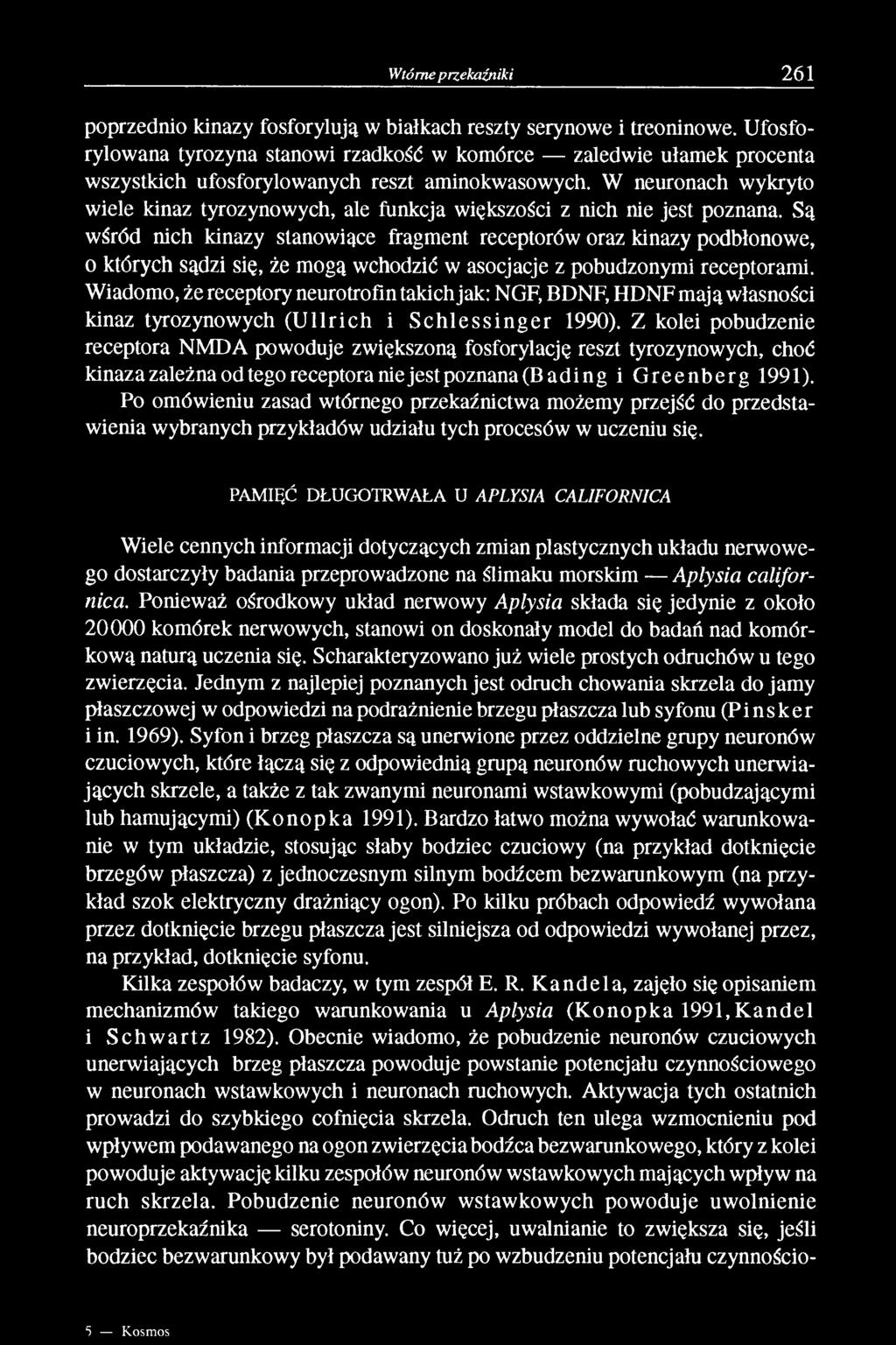 W neuronach wykryto wiele kinaz tyrozynowych, ale funkcja większości z nich nie jest poznana.