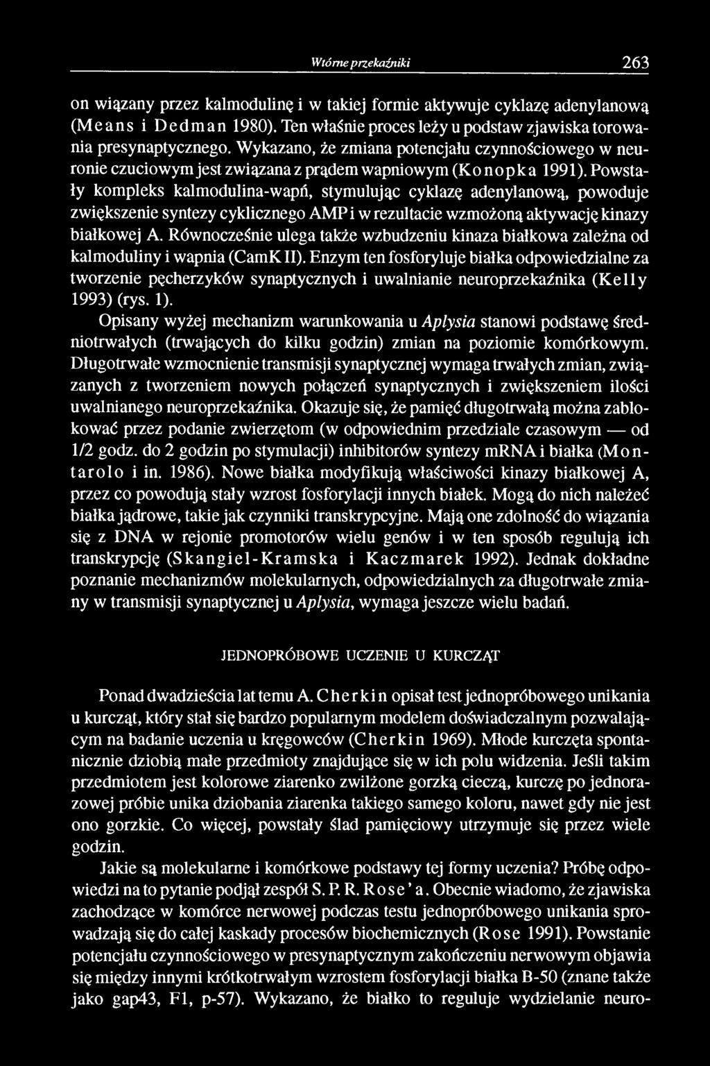 Powstały kompleks kalmodulina-wapń, stymulując cyklazę adenylanową, powoduje zwiększenie syntezy cyklicznego AMPi w rezultacie wzmożoną aktywację kinazy białkowej A.