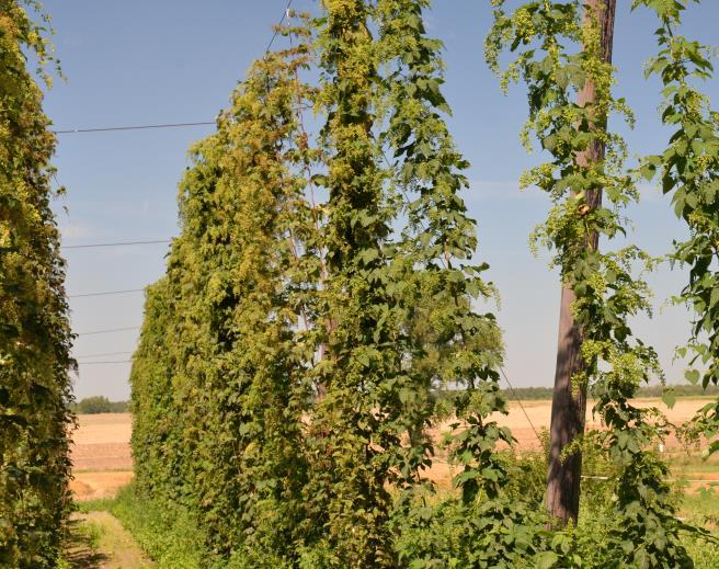 dwóch oddzielnych plantacjach