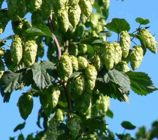 Charakterystyka obiektów rodzaju Humulus Ocena obiektów rodzaju