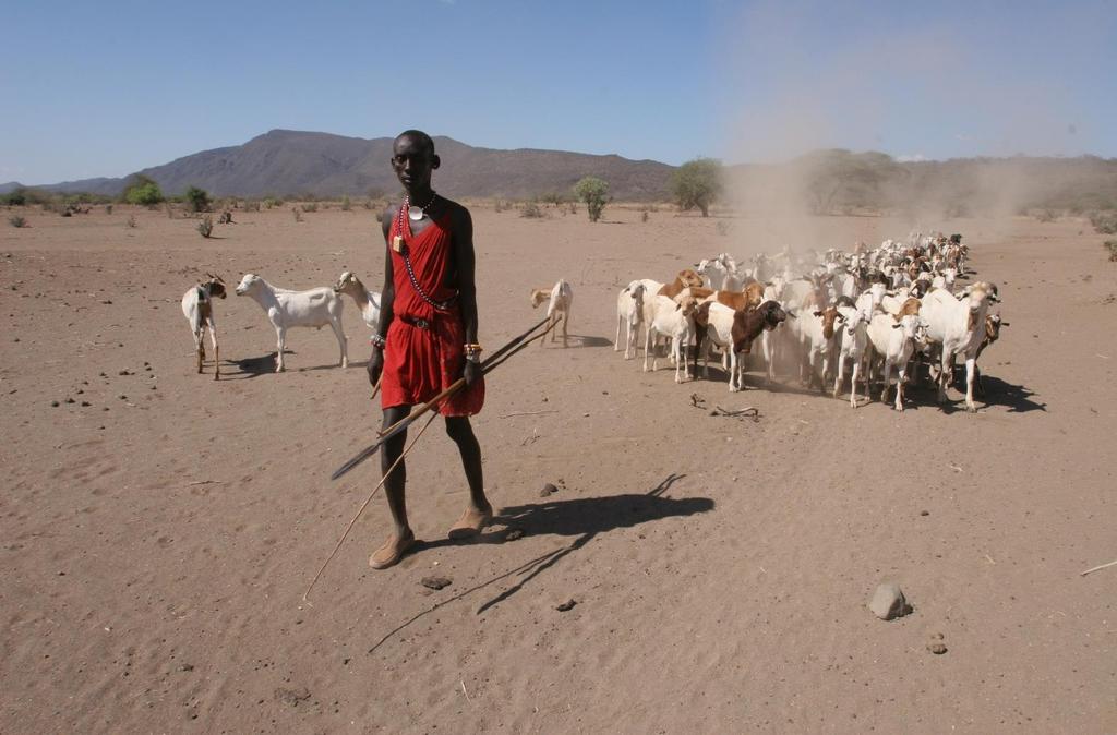 Masajski pasterz prowadzi zwierzęta do wodopoju, Sudan. Foto.