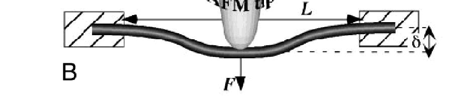 nanotubes (Wikipedia) A. Voodin et a.,phys. Rev.