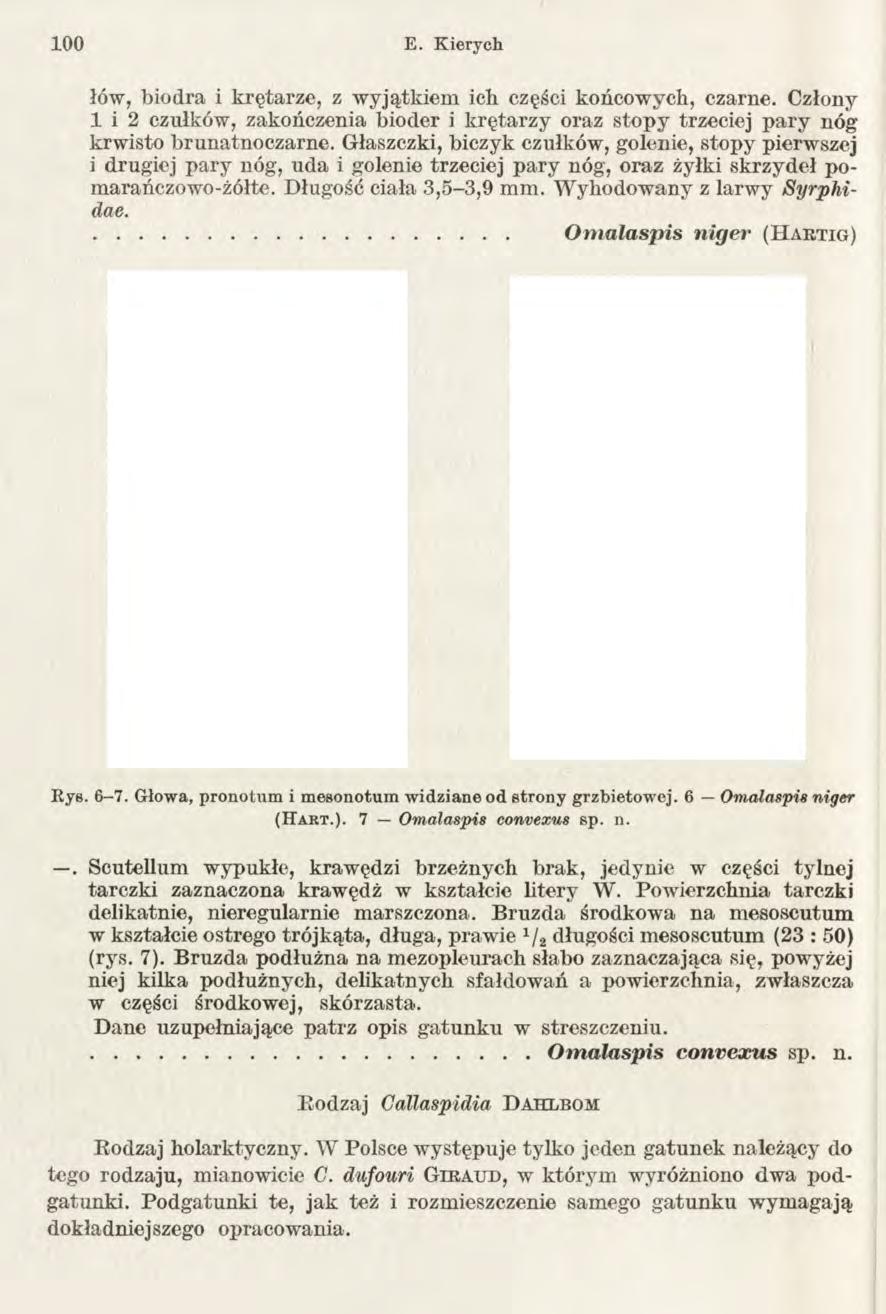 100 E. Kierych łów, biodra i krętarze, z wyjątkiem ich części końcowych, czarne. Człony 1 i 2 czułków, zakończenia bioder i krętarzy oraz stopy trzeciej pary nóg krwisto brunatnoczarne.