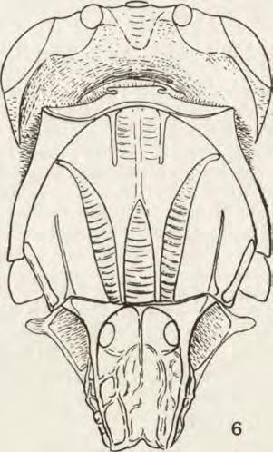 ... O m alaspis niger (H a r tig) R y s. 6-7. G łow a, p ronotu m i m esonotu rn w id z ia n e o d str o n y g r zb ie to w e j. 6 Omalaspis niger (H a r t.). 7 Omalaspis convexus sp. n.. Scutellum wypukłe, krawędzi brzeżnych brak, jedynie w części tylnej tarczki zaznaczona krawędź w kształcie litery W.