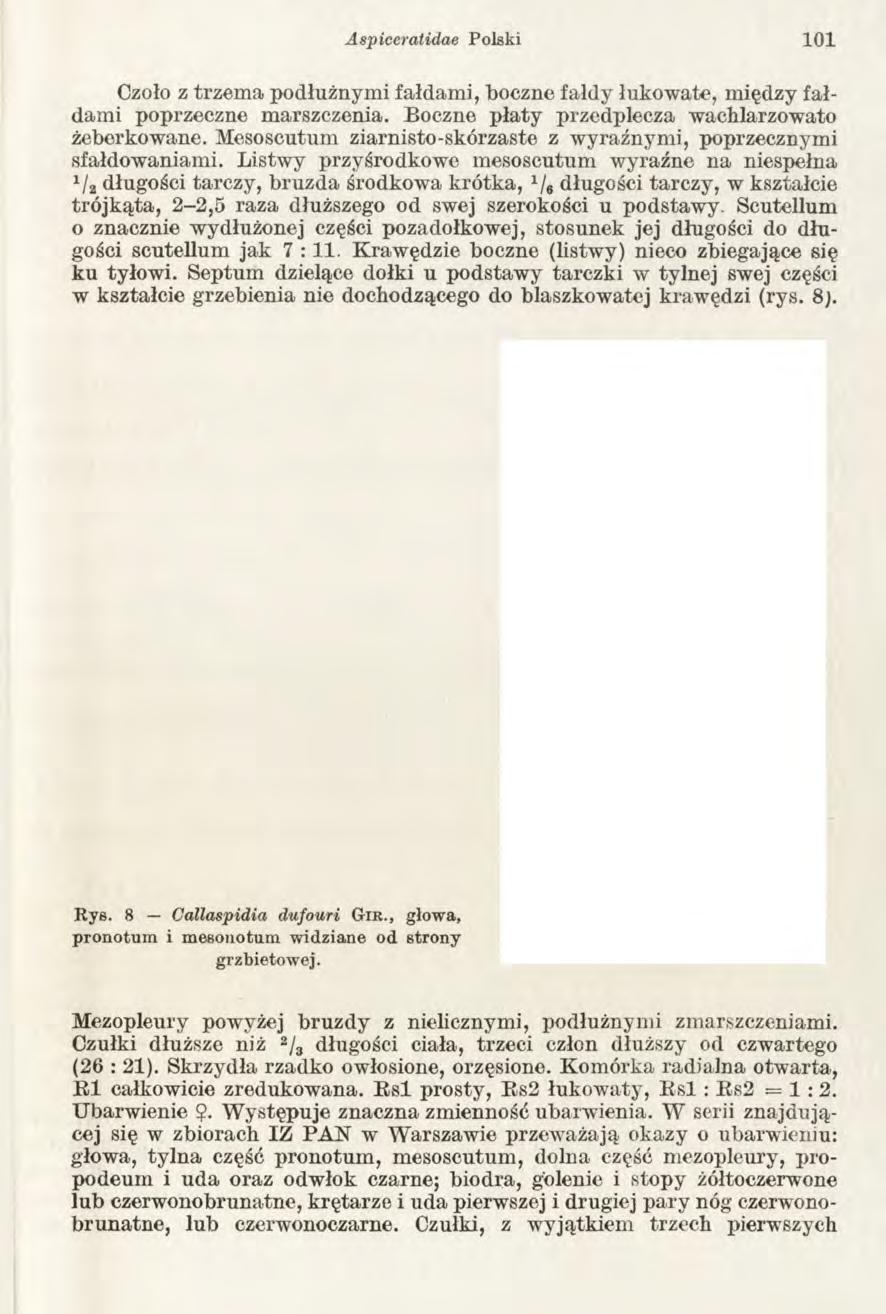 Aspiceratidae Polski 101 Czoło z trzema podłużnymi fałdami, boczne fałdy łukowate, między fałdami poprzeczne marszczenia. Boczne płaty przedplecza wachlarzowato żeberkowane.