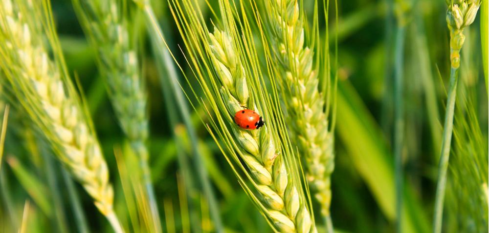 https://www. Zabieg T3 - ochroń kłos przez groźnymi chorobami! Autor: Małgorzata Srebro Data: 21 maja 2018 Trudno uzyskać wysoką jakość ziarna bez prawidłowej ochrony fungicydowej.