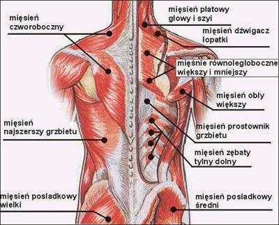 nerwu rdzeniowego kieruje się w stronę grzbietu i unerwia jego mięśnie i skórę), stawach krzyżowobiodrowych oraz w stawach biodrowych.