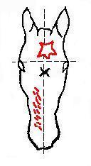 7. gwiazdka, strzałka (gw., strz.) 8. przerywana strzałka (przer.strz.) 9. łysina (łys.) 10.