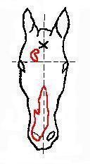 ,ciel.pl. w siw., dwa wich.pow. i pon. linii oczu na l. i pr. od liniiśrodk. l.str.gwiazda w kszt.
