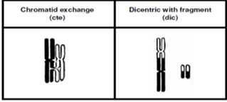 5 6 Dose (Gy) Y exchanges /Y non-exchange aberration types 5 4 3 2 SOBP protons 60