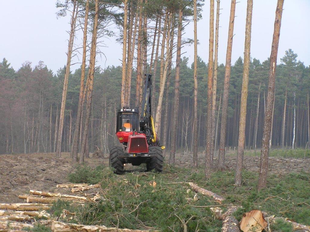 Wpływ gospodarki leśnej Pozyskanie drewna = zaburzenie Bezpośredni (niszczenie lęgów, zabijanie ptaków), Pośredni (niszczenie miejsc schronień, zwiększanie ryzyka drapieżnictwa, zmniejszenie zasobów