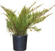 mix -,90 zł Oferta ważna od 6.04 do 8.