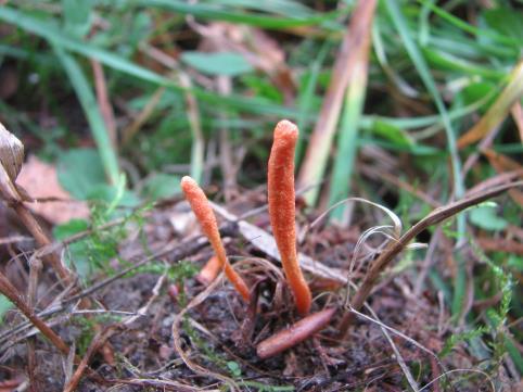 Maczugowate, pomarańczowe podkładki występują w