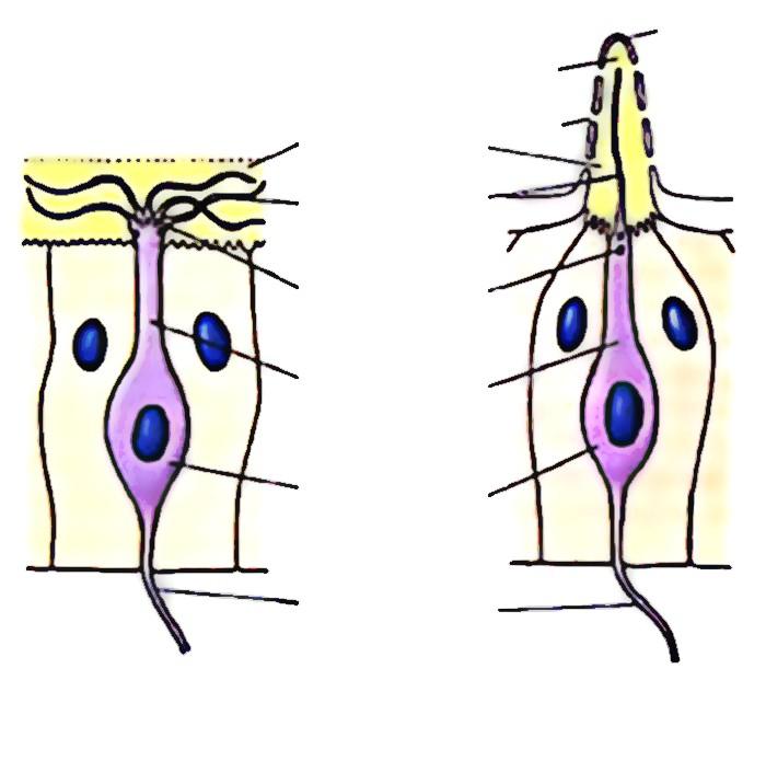 Chemoreceptory kutikula ciecz warstwa śluzu por segment zewnętrzny segment rzęskowy