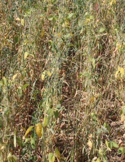 Elementy agrotechniki Walka z chwastami herbicydy Herbicydy do zwalczania chwastów dwuliściennych: Sencor Liquid 600 SC