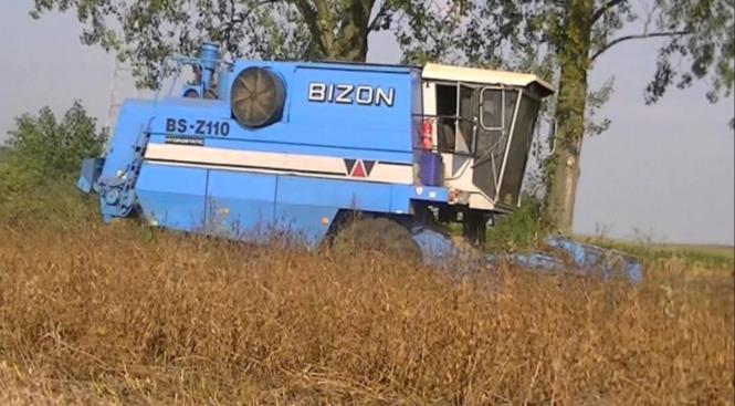 Elementy agrotechniki Dojrzewanie, zbiór i