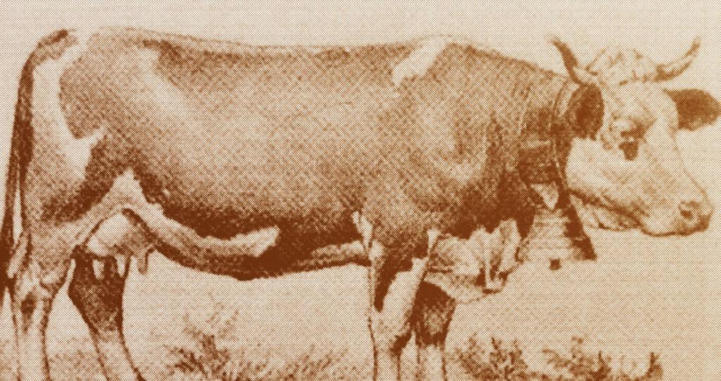 bydło tej rasy po raz pierwszy uczestniczyło w międzynarodowej wystawie w Paryżu, w 1910 roku kontrola użytkowości prowadzona była w 10 oborach,