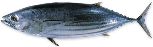 tuńczyki niebieskopłetwe ponad 400 kg.