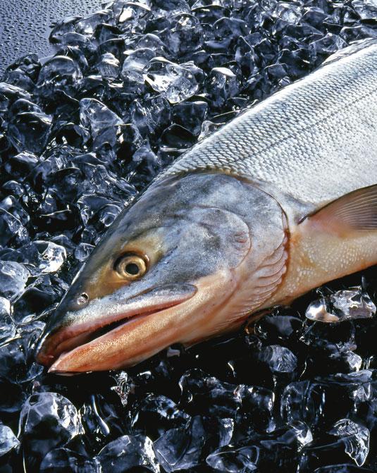 Bezpośrednio po dostawie ryb kontrolerzy sprawdzają jakość dostarczonego produktu.