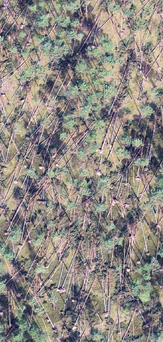 RDLP w Toruniu Inwentaryzacja uszkodzeń Obserwacje z samolotów, dronów Szacowanie przez służby leśne Wykonanie