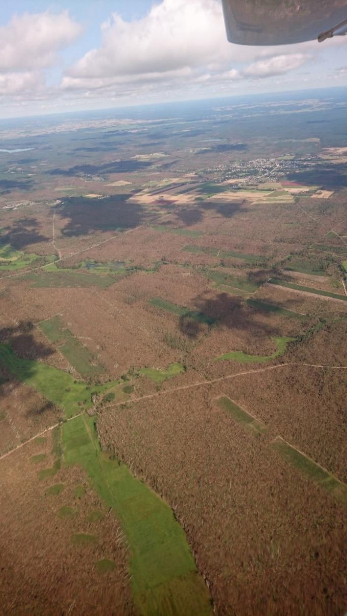 Podsumowanie - wnioski Wykonanie zdjęć, szacowanie strat Kluczowe jest wykonanie zdjęć w pierwszych dniach po szkodzie.