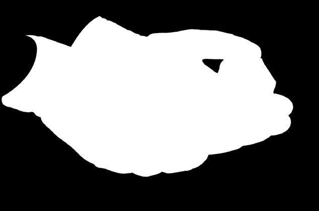 12 Rękawice DRAGON