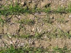 Zmniejszanie skutków niekorzystnych zmian klimatycznych poprzez wysiew jarych form jesienią Pszenica jara w okresie ruszania wegetacji