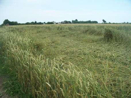 Zmniejszanie ilości wysiewu Zwykle w warunkach stresowych stosuje się gęstsze siewy ale w przyszłości będzie stosowany materiał siewny coraz lepszej jakości, raczej droższy, także (a może