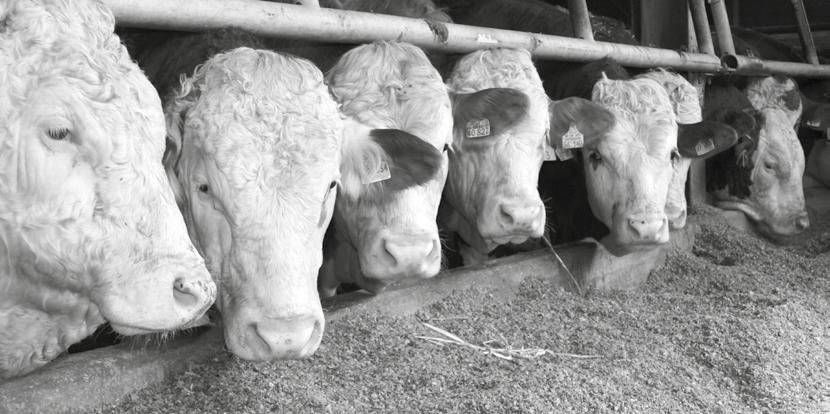 Produkty dla opasów Bullenmast Mieszanka mineralna dająca gwarancję wysokich przyrostów, doskonałej zdrowotności i opłacalności chowu bydła opasowego w chowie intensywnym.