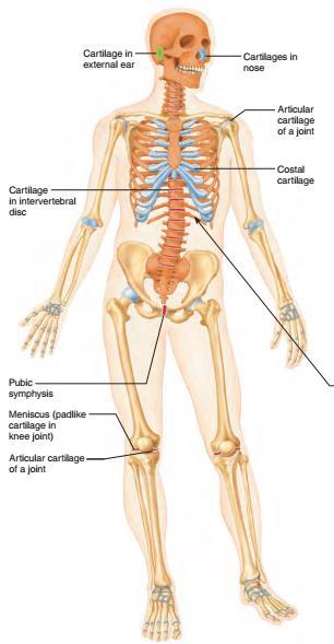 Szkielet kości