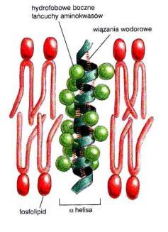 Białka integralne -transbłonowe białka politopowe białka monotopowe Domena transbłonowa:
