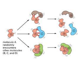 cząsteczek: podstawa katalizy biologicznej i dynamiki makrocząsteczek tworzenie struktur (zespołów
