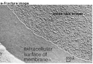 model błony komórkowe ( płaszcz glikoproteinowy) Technika