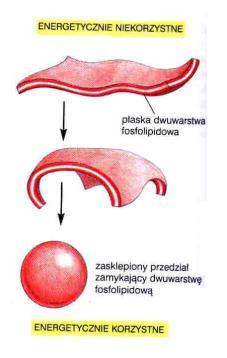 Lipidy błon - badania na