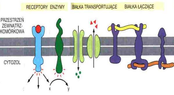 Funkcje dwuwarstwy lipidowej Funkcje białek błon plazmatycznych (błony komórkowej) bariera