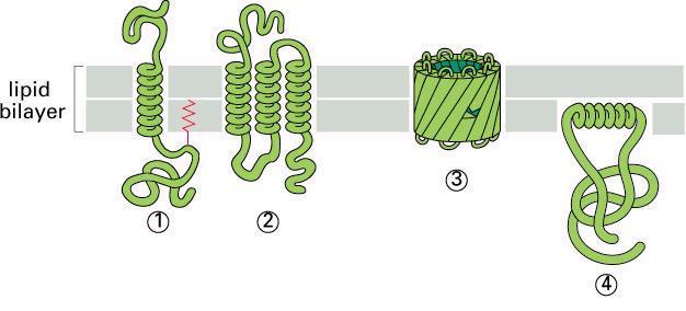Związanie białka błony z dwuwarstwą lipidową Białka transbłonowe Białka powierzchniowe (peryferyjne)