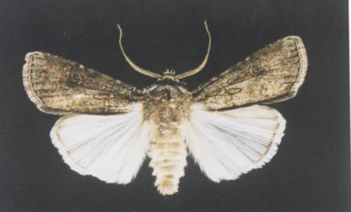 Motyl z podrodziny rolnic Agrotinae