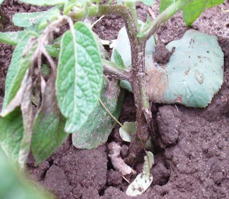 Źródła infekcji zarazy ziemniaka pochodzące z gleby (stadium rozwoju roślin poniżej BBCH 39) Zadanie 1 2008