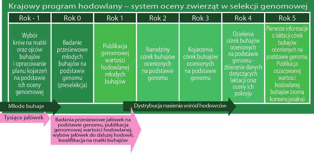 M. Skarwecka Rys. 1.