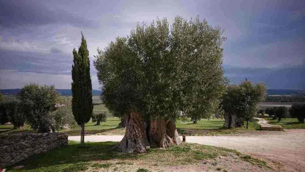 landscape 1000-year old olive trees