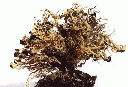 Porosty antarktyczne sposoby przetrwania w skrajnie nieprzyjaznym środowisku 375 Ryc. 1. Usnea aurantiaco-atra. są zwykle jądrami (nukleatorami) Typu I (Phelps i współaut. 1986).