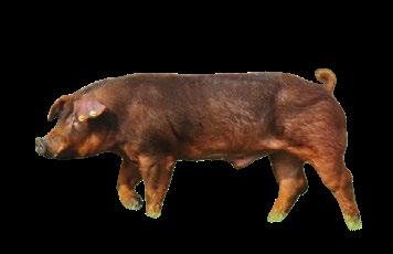 ojcowskie Pietrain Duroc