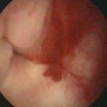 Fizjologia cyklu rujowego u samicy kota domowego 11